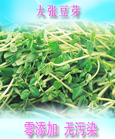 大張豆芽